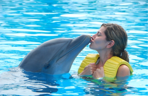 delfin a zena